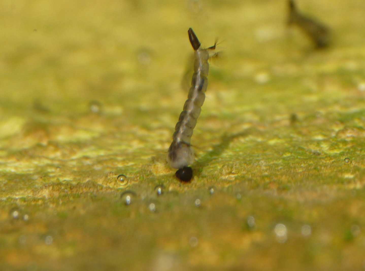 Larva e pupa di zanzara.